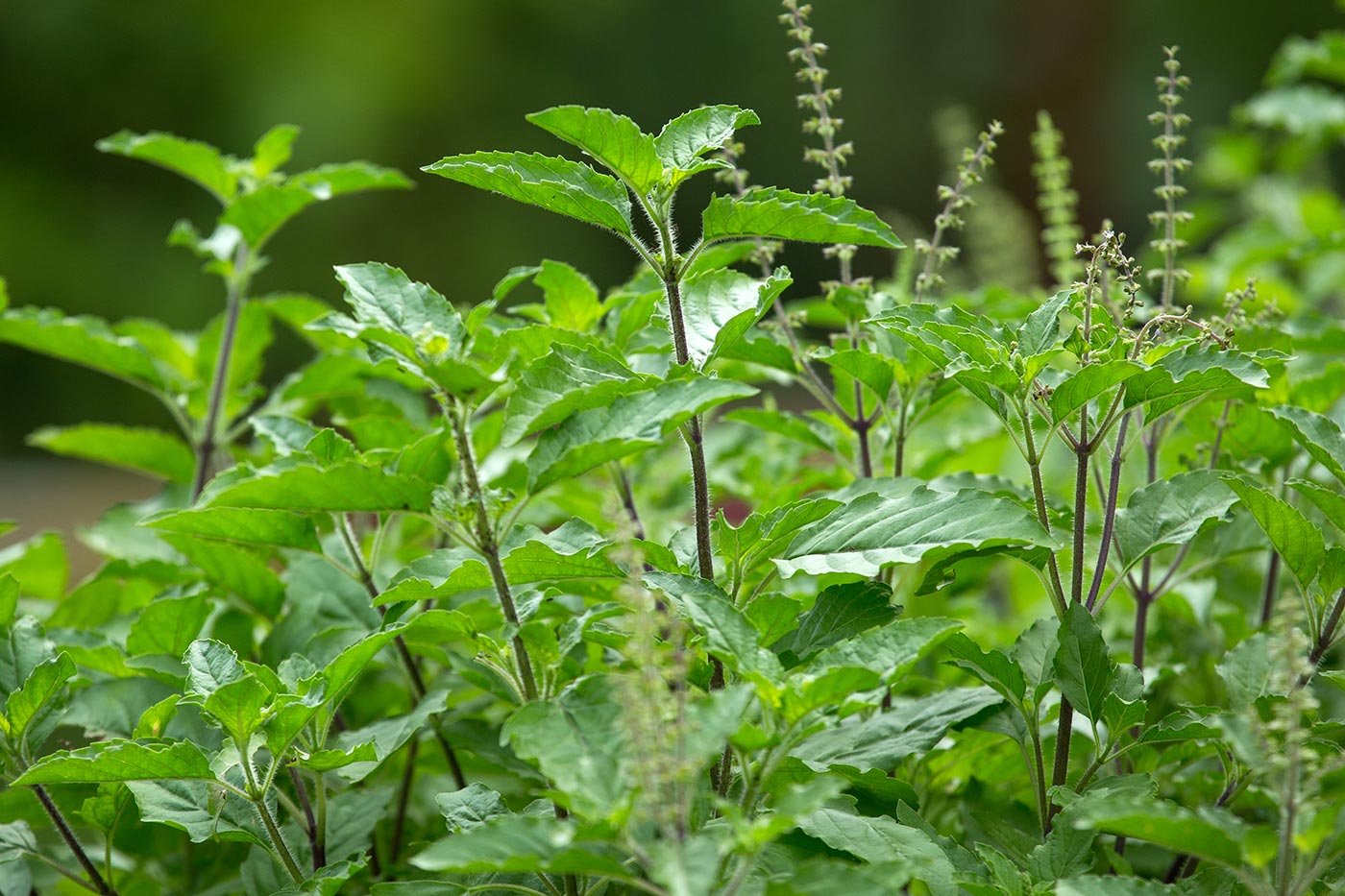Wild Tulsi Holy Basil Leaves